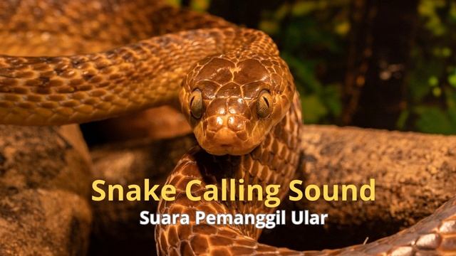 Snake Calling Sound