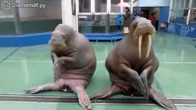 Моржата прикол