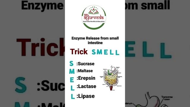 Small Intestine Enzyme L Mr. Ayurveda L Vitamin