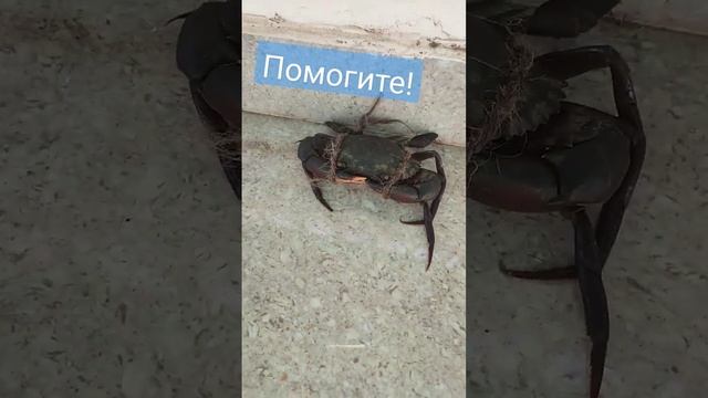 Как готовить краба?