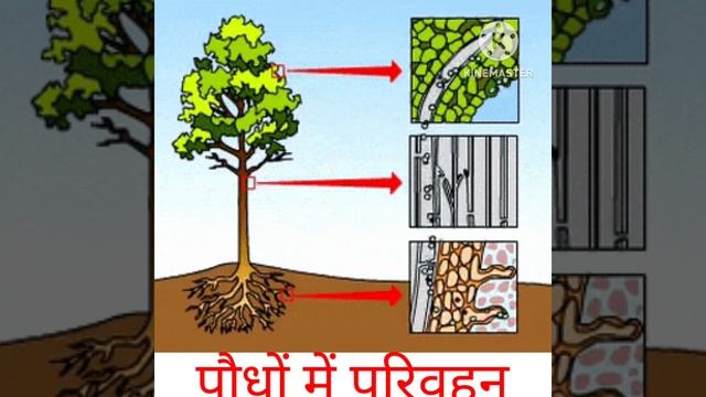 #shuklaedugalaxy /#viralvideo /#shortsvideo /translocation In Plants