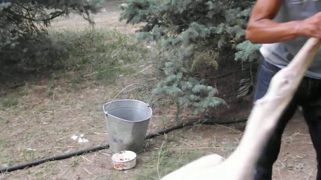 Кормежка пеликана