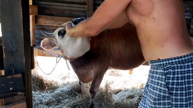ПРИУЧАЕМ ТЕЛОЧКУ К ПАСТБИЩУ🐮🏵️🌸🌺