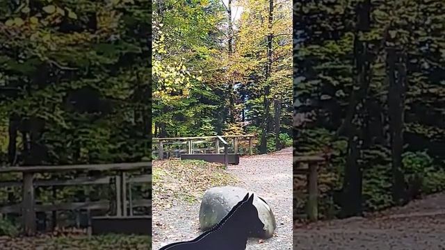 Black Wolf 🐺