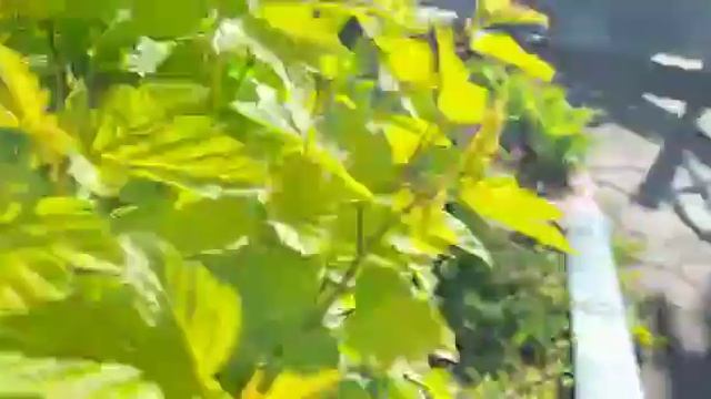 Малыш барсук вышел в свет