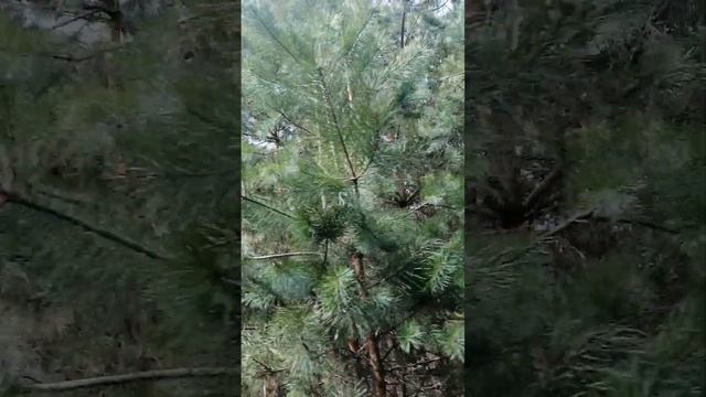 жизнь вокруг тебя #лес #природа #птицы #волшебство #магия #настоящее #любовь