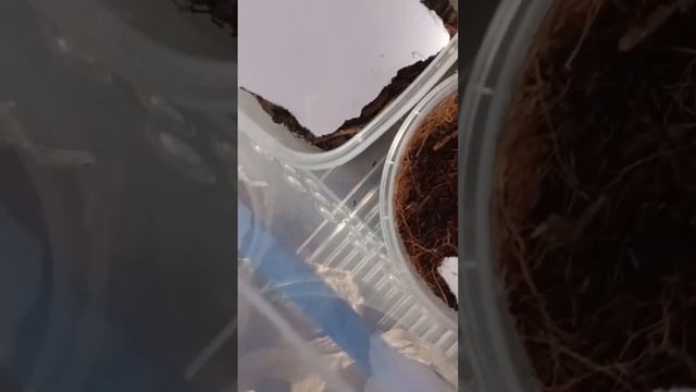 🤗 #эублефар #рекомендации #рептилии #reels #змея #snake #reptile #pet #рептилия #сверчки