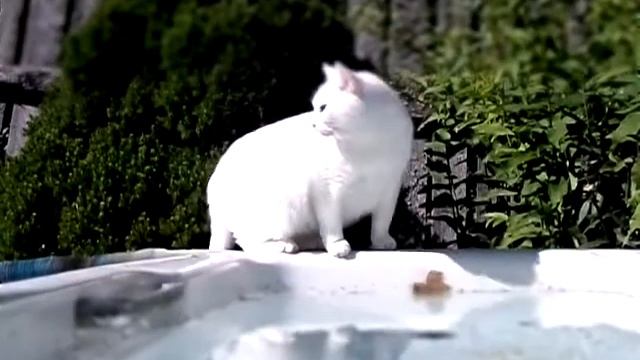 Верея,жарень в субботу котам требуется вода на даче.30.07.2022