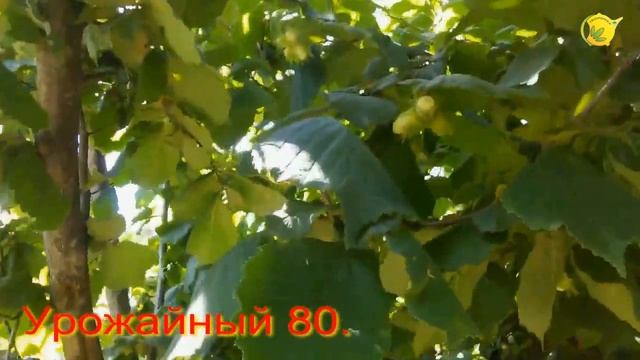 Фундук Сад 3га. Укр. Селекция (Харьков)