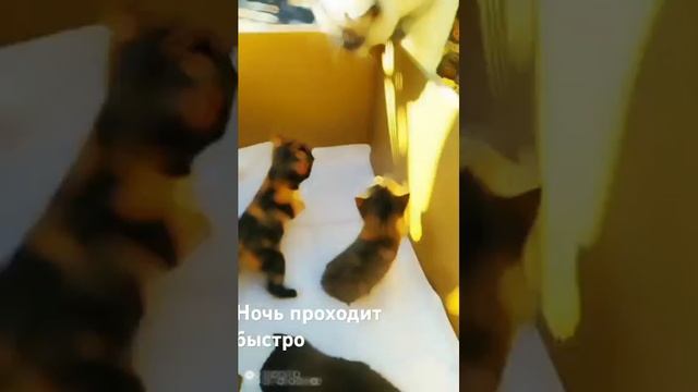 Лимон для жизни