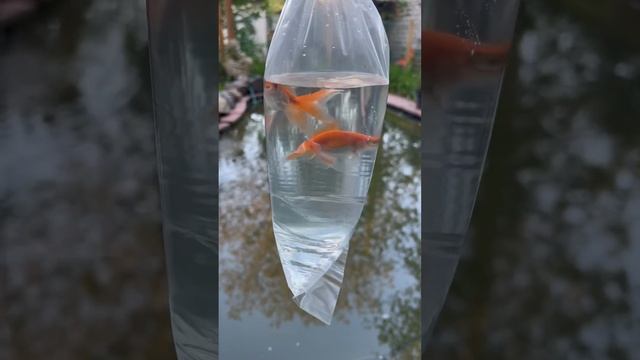 Запуск золотых рыбок в пруд 🐠