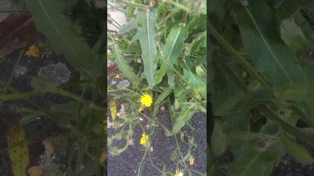 Gewöhnliches Bitterkraut