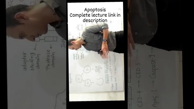 Apoptosis - Programmed Cell Death 👍 #csirnet #gate #viral