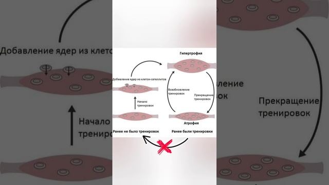 Что будет с мышцами, если перестать тренироваться! #жимлёжа #тренировки #внатураху