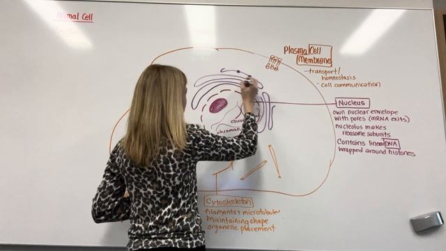 A2 Prokaryotes And Eukaryotes Lesson