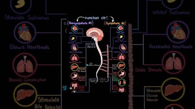 The Nervous System....#sympathetic #parasympathetic #function #nervoussystem