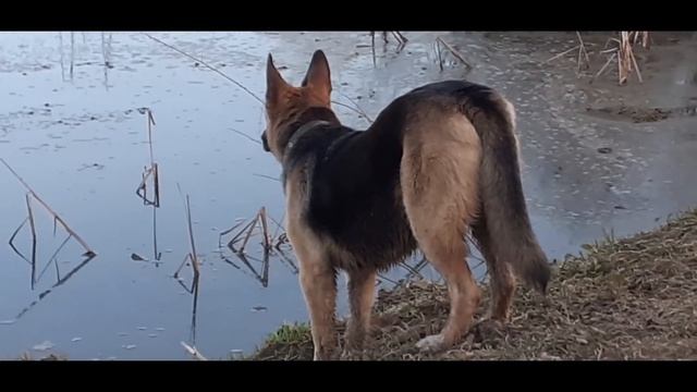 Прогулки у пруда, или поиски игрушки.