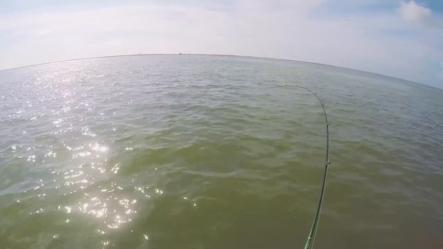 What The Heck Does This To A Fish? TEXAS WADE FISHING