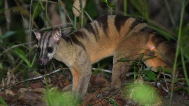 Wild Animals In Malaysia | Part 1