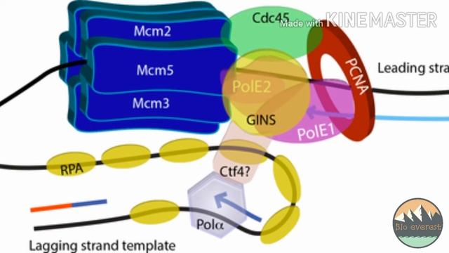 DNA Replication Initiation (EUKARYOTIC) Part 1 (HINDI)