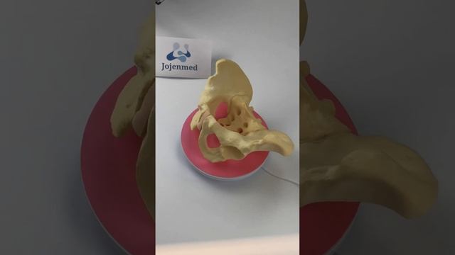 Demo Composite Bone Examples,pelvis And Fetal Skull Model,human Muscle Anatomy Models China Factory