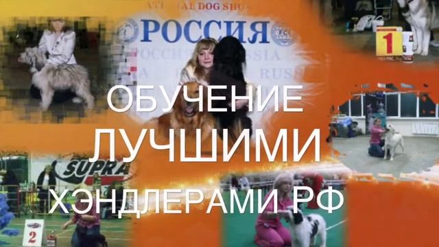 Проект Мега-Дог