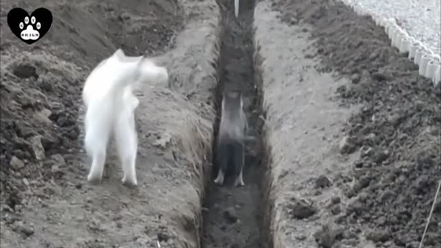 Восемьдесят третья серия