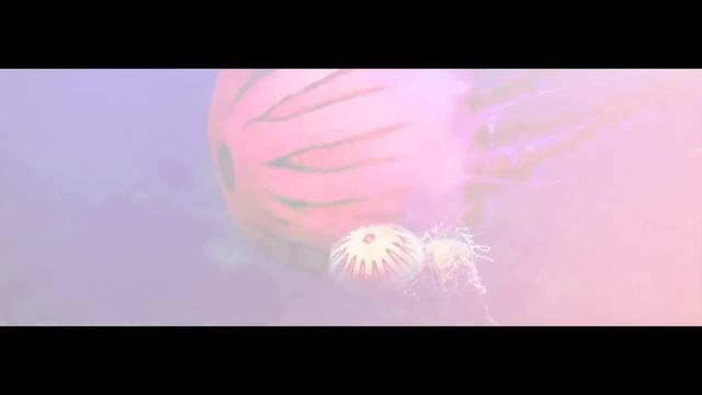 Ours Samplus - Softly