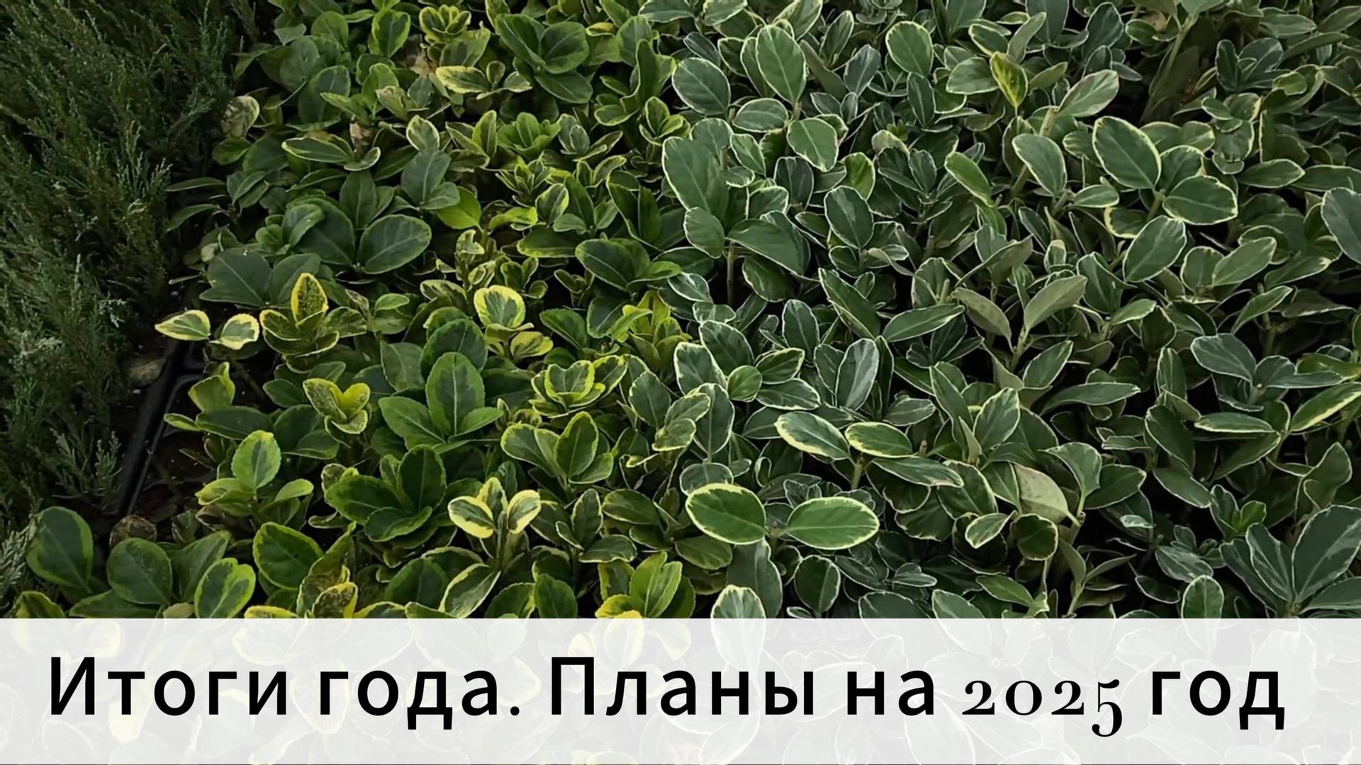 Конец сезона. Итоги. Планы на 2025 год