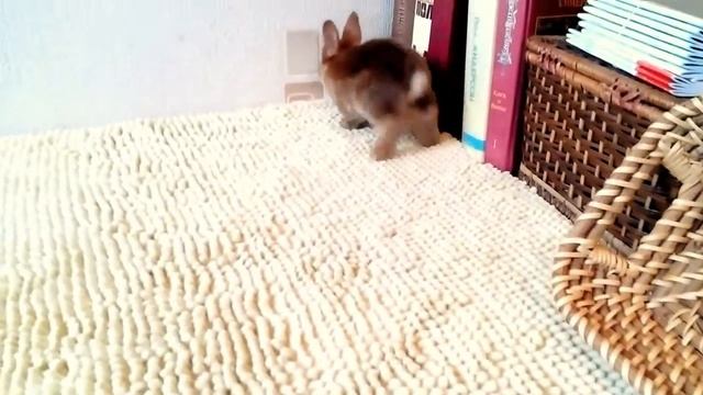 Ребенок Пеппилотты Bratec Krolic & Сэмюэля Bratec Krolic, сатиновый рекс,  окрас кастор, девочка