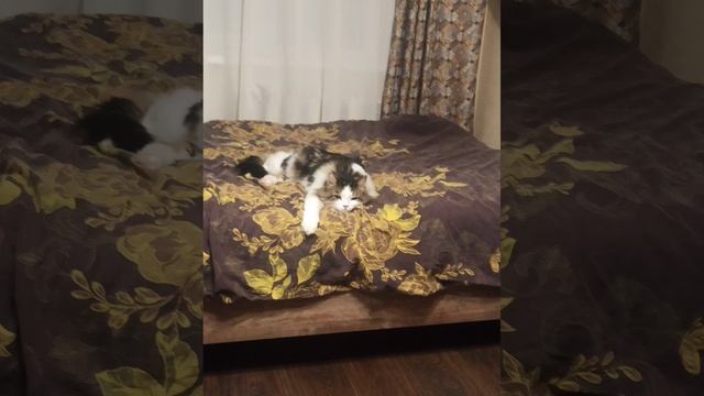 C1ba39a063b09847a44c7f75577ee89a