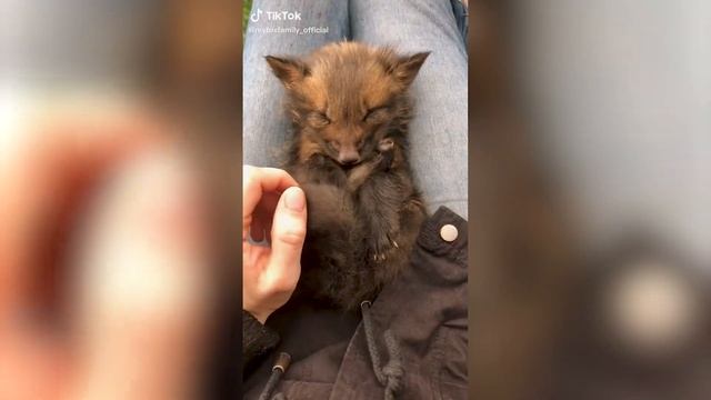 Звериные истории: мир диких существ