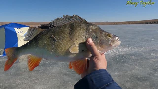 Удивительные подледные съемки! Щука, Окунь и Плотва! Ночуем на льду с комфортом!