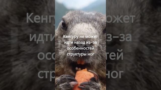 10 удивительных фактов о животных, которые вы, возможно, не знали