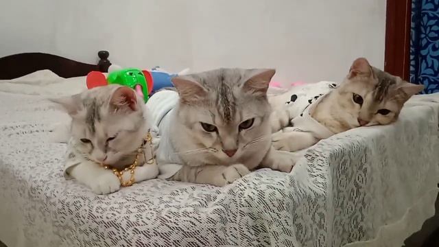 Cat And Kittens 🐾 Summer Cloth Collections. Simba🐾 Selen🐾 Sultan🐾 Funny Animals 2024