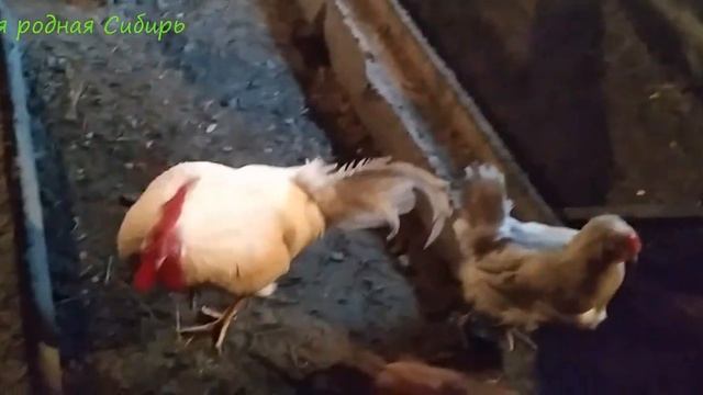 Свежий снежок, гуси на улице и курочки на своем месте.