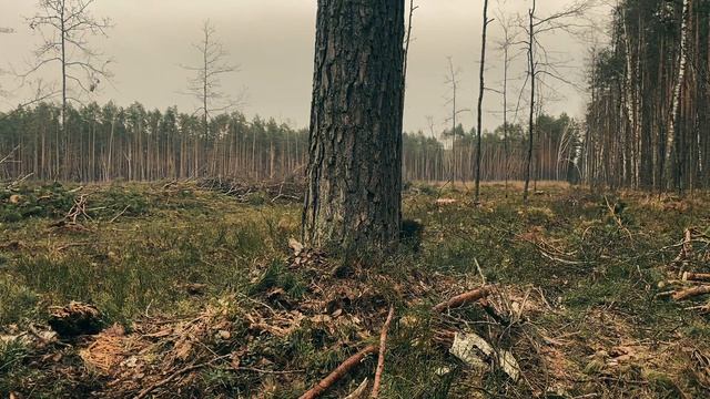Валка дерева на 60 см закончили лесосеку за 4 дня 270 куб