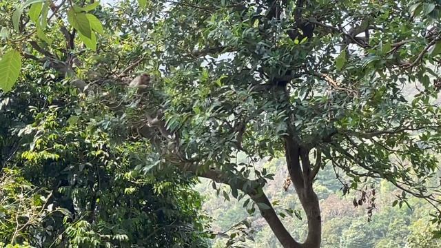 Почему ГОА 1