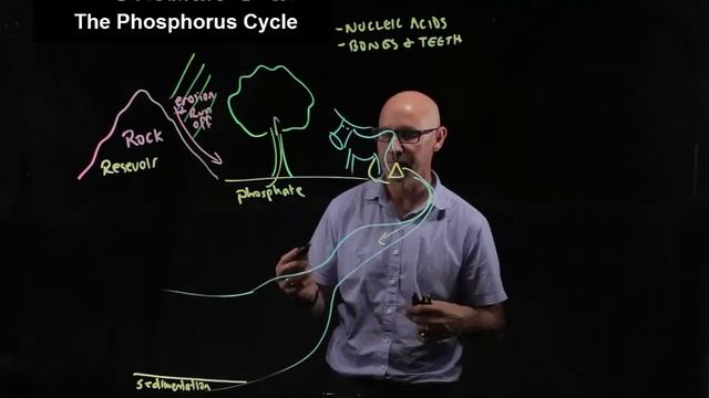 The Phosphorus Cycle