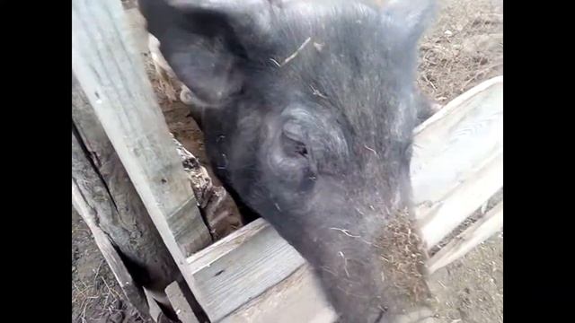 Жадный хрюнь