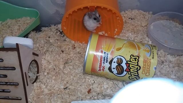 У моих Фионы, и Дейзи теперь есть свои цвета!