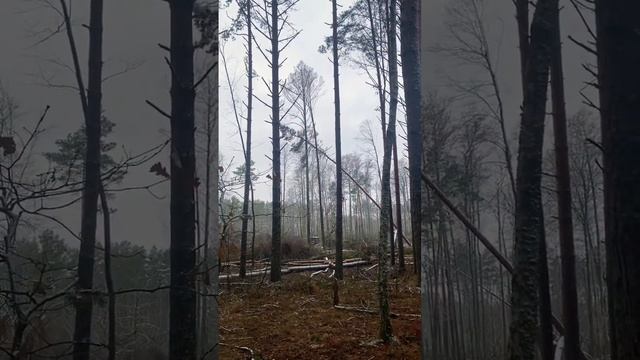 Валка ольхи #wood #lesorub