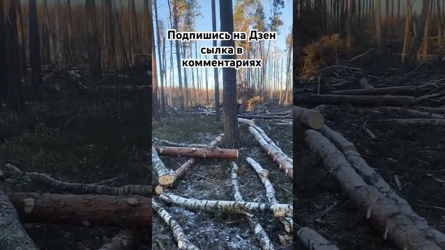 Разработка бурелома