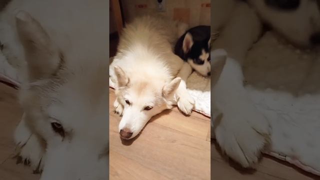 Aae0f40b3bd545072298e9514628e073