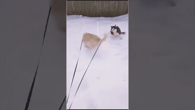 79bb668714ff2d0f7fe19e96a1a60d2c