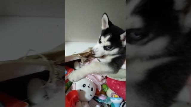 08ce02fef53a1156d1895792adc5131d