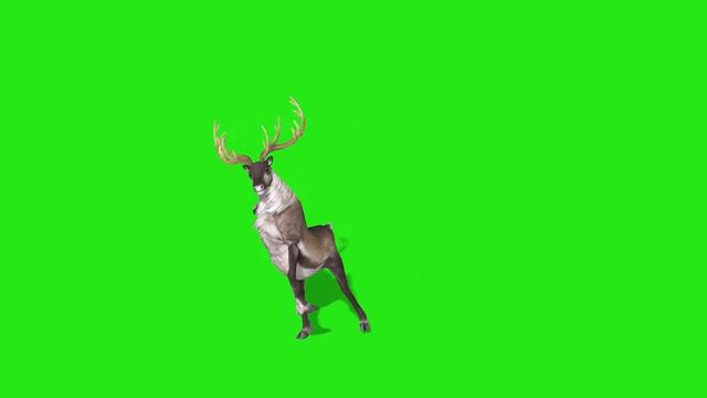 Олень танцует ганга стайл Грин скрин   Green screen dance 