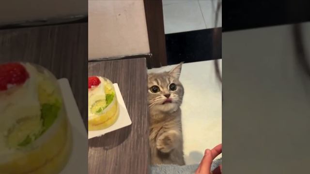 ну дайте коту уже поесть 😡