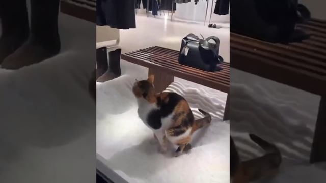 Нашёл туалет🚽 😹