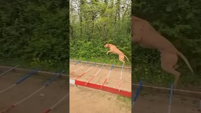 вот этот да 🙀